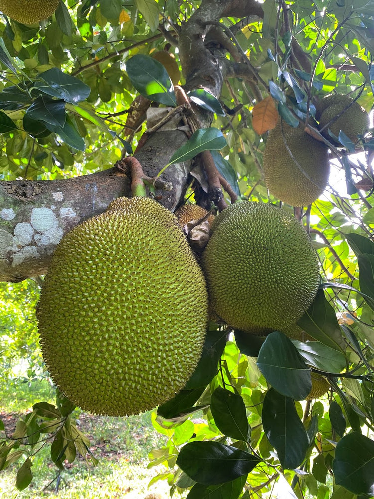 Jackfruit Box
