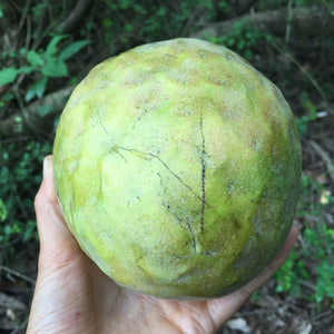 
            
                Load image into Gallery viewer, Green Custard Apple Box *Pre-Order*
            
        