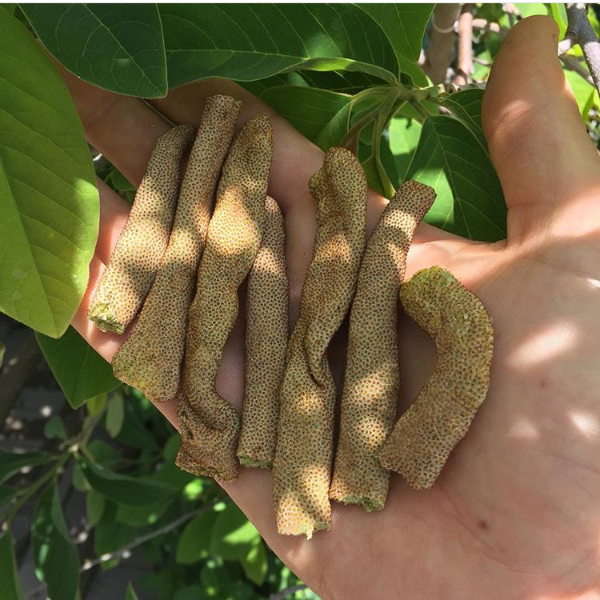 Freeze Dried Cecropia (Gummy Worm Fruit)