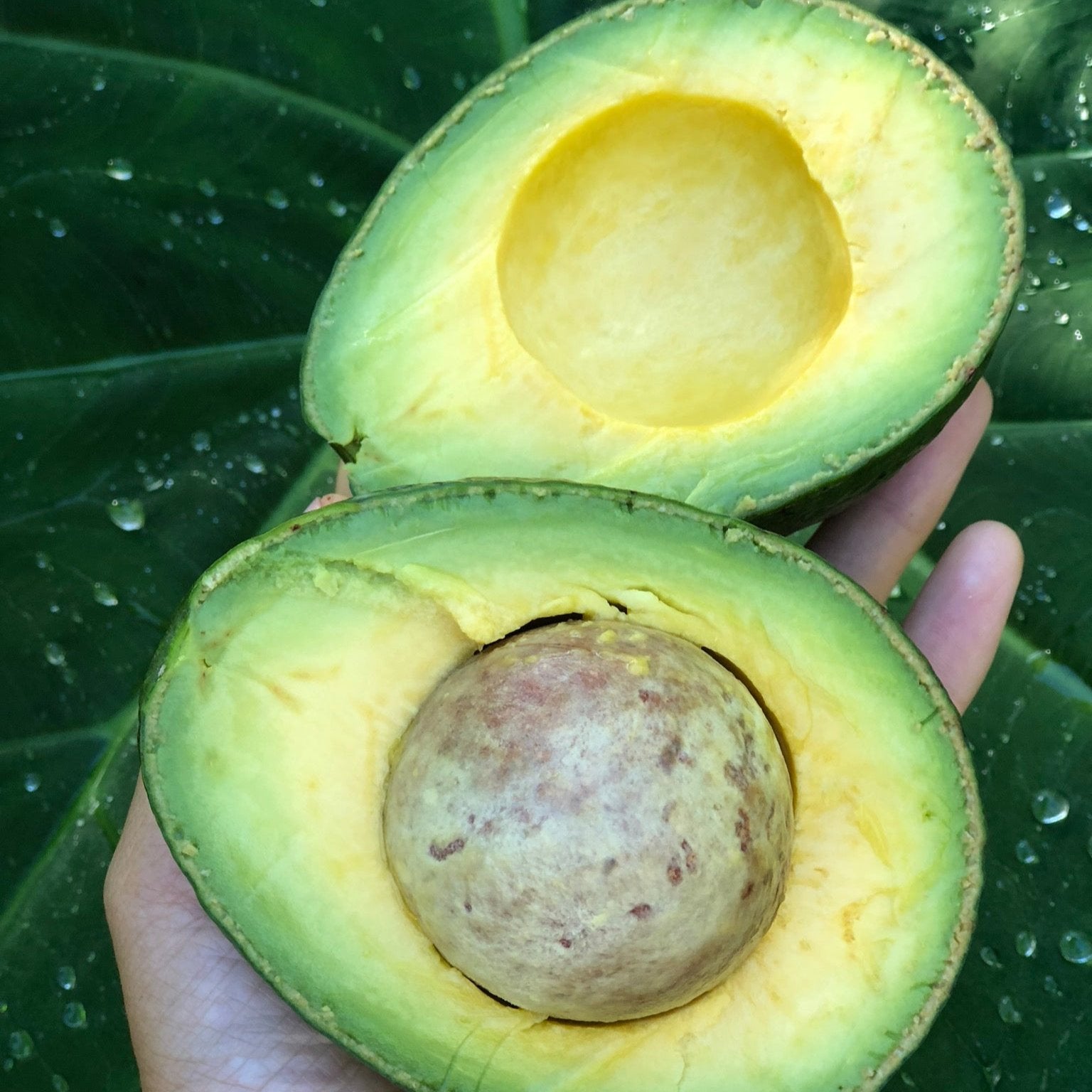 Avocado - Buy Rare Avocados online from Miami Fruit