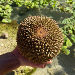 Black Thorn Durian *Limited*
