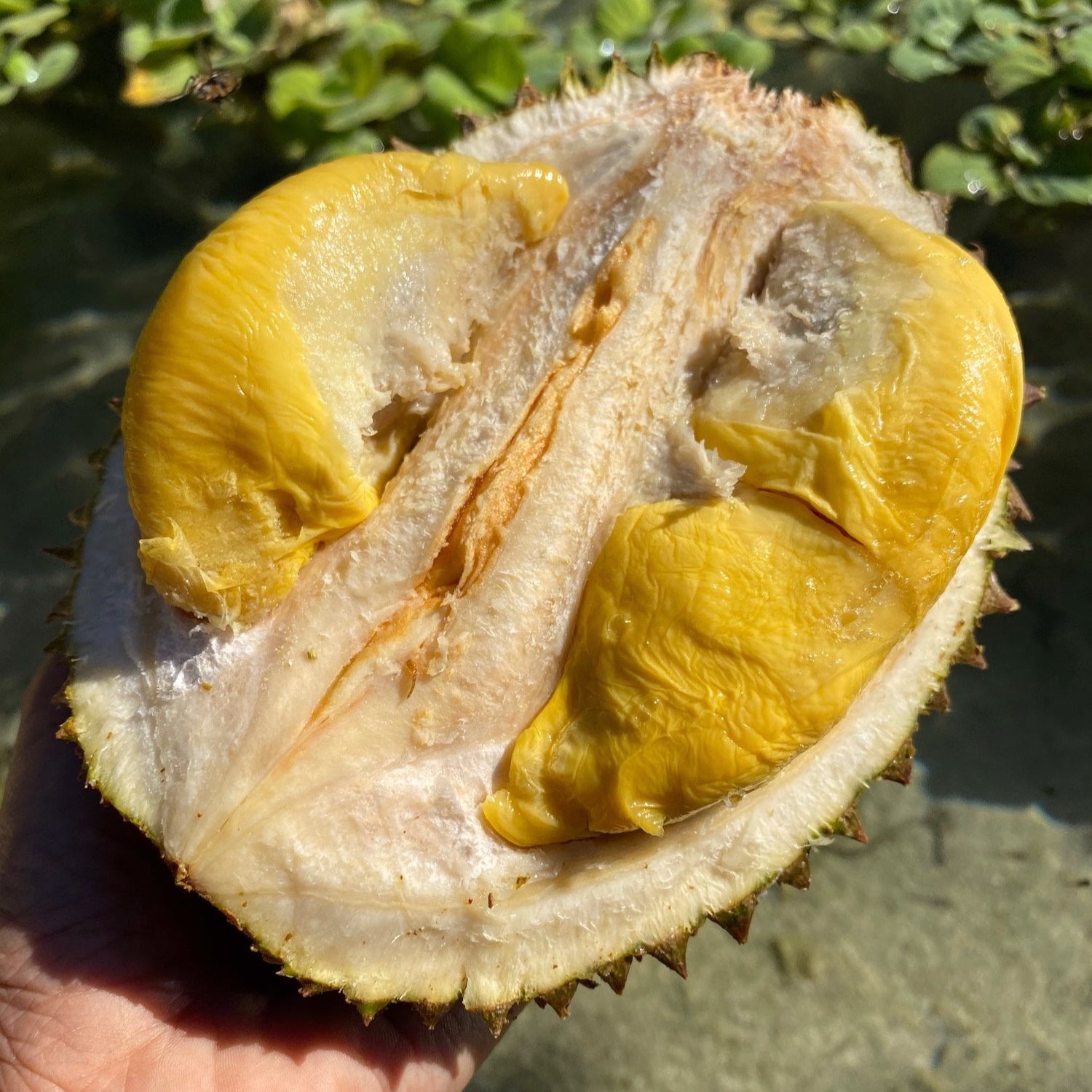 Black Thorn Durian *Pre-Order* – Miami Fruit