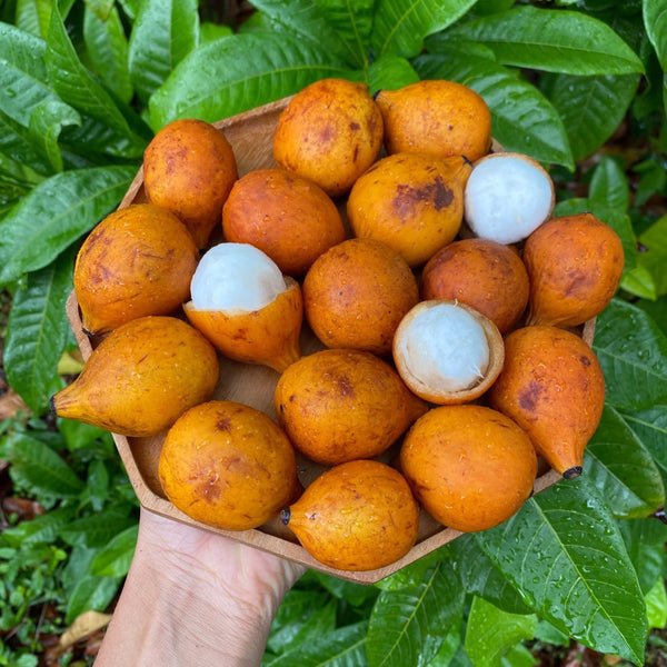 Achacha Fruit - Buy fresh Achachairú online from Miami Fruit