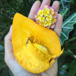 Eggfruit (Canistel)