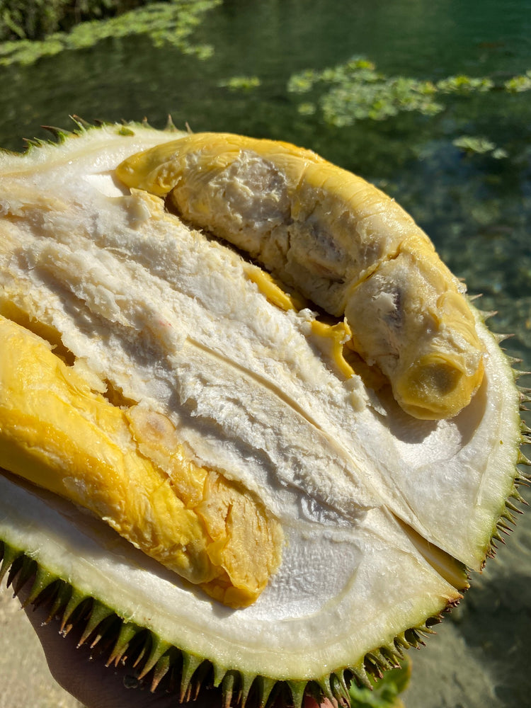 durian glutathione (Durio zibethinus L.) fruit: A superior dietary source of natural and -glutamylcysteine and various blended drinks Durian Liquid Extract, Durian (Durio Durian Fruit Tincture, Durio Zibethinus