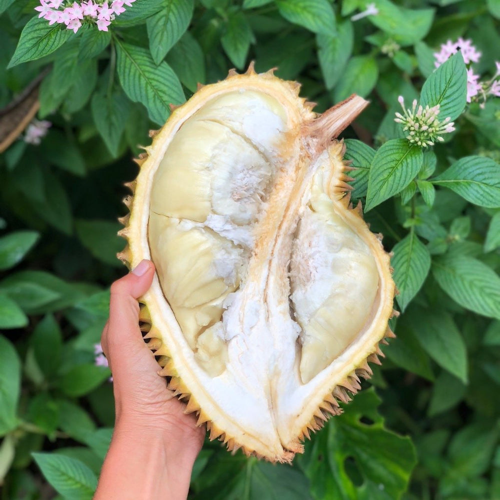 
            
                Load image into Gallery viewer, Fresh Monthong Durian *Pre-Order*
            
        