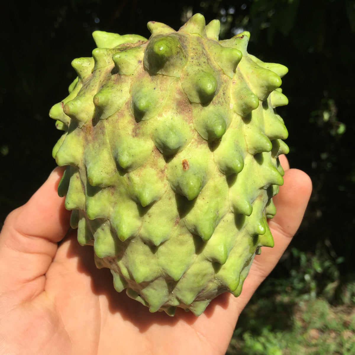 Атемойя фрукт фото Атемойя фрукт фото