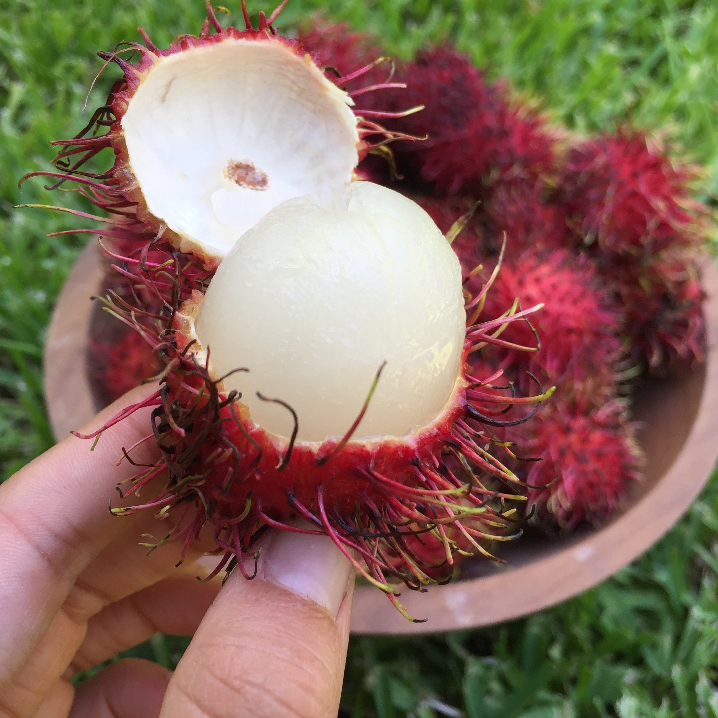 Rambutan – Miami Fruit