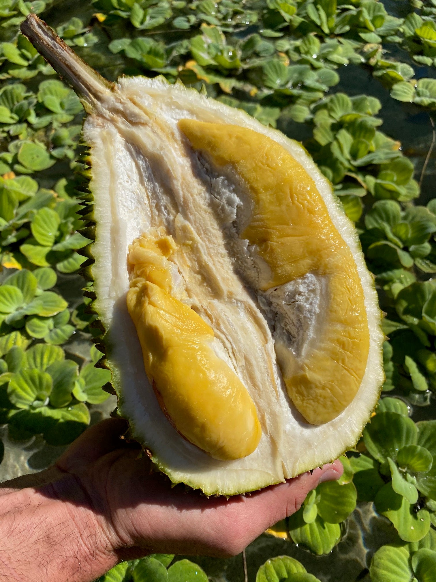 Musang King Durian 