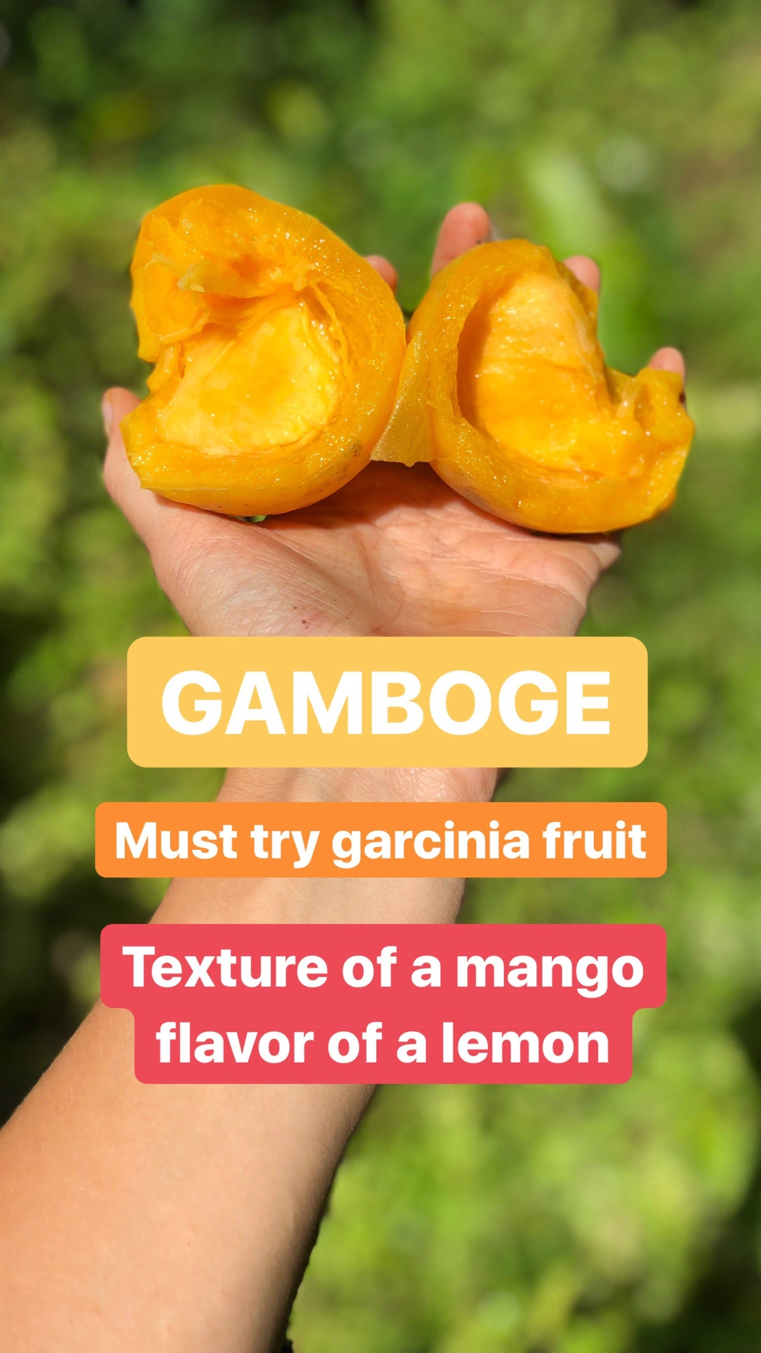 Gamboge (Lemon Mangosteen) – Miami Fruit