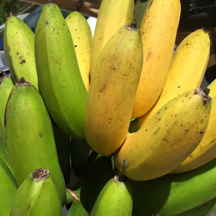 https://miamifruit.org/cdn/shop/products/goldfinger_bananas_miami_fruit_1024x.jpg?v=1612975954