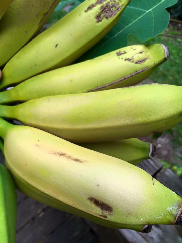 Goldfinger Banana *Pre-Order*
