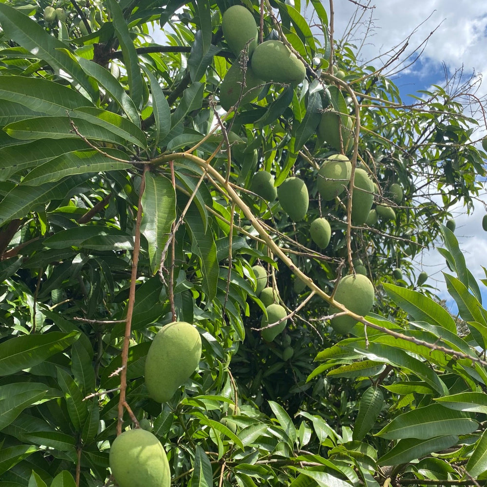 Unripe Mango