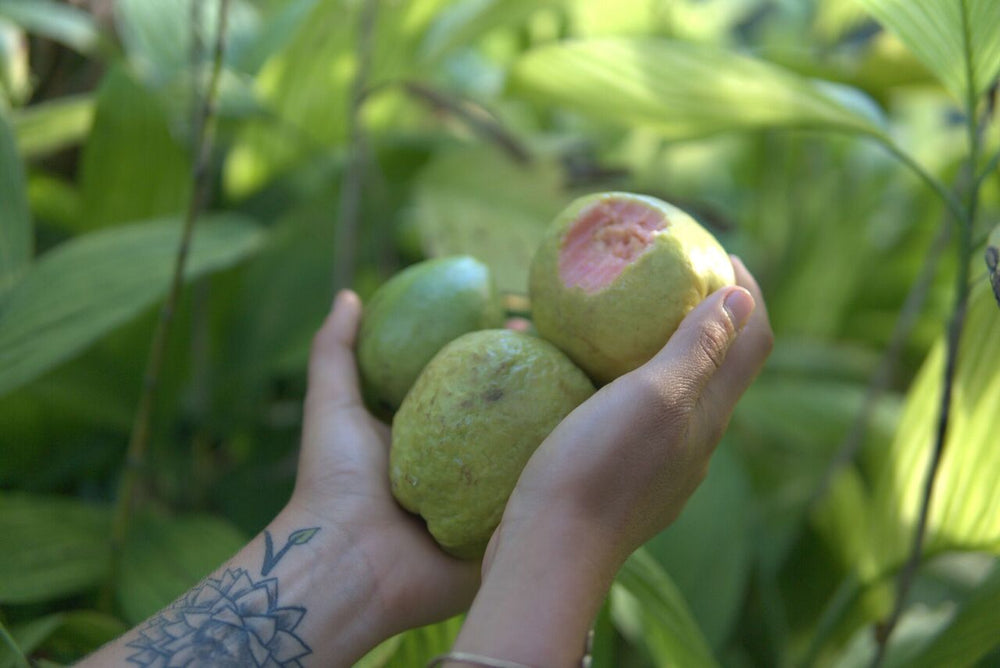 Guava Rosa Pink Guava – Miami Fruit