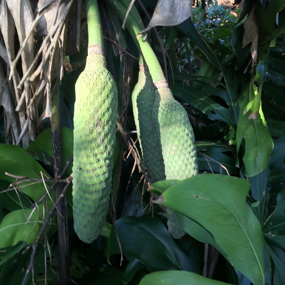 monstera plant fruit Monstera Deliciosa