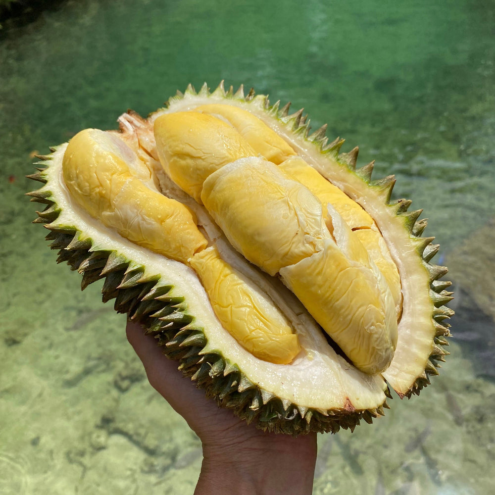 Hulu (Hor Lor) Durian