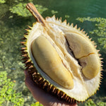 D24 (Sultan) Durian