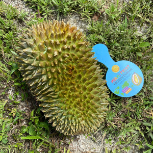 
            
                Load image into Gallery viewer, Hulu (Hor Lor) Durian *Pre-Order*
            
        