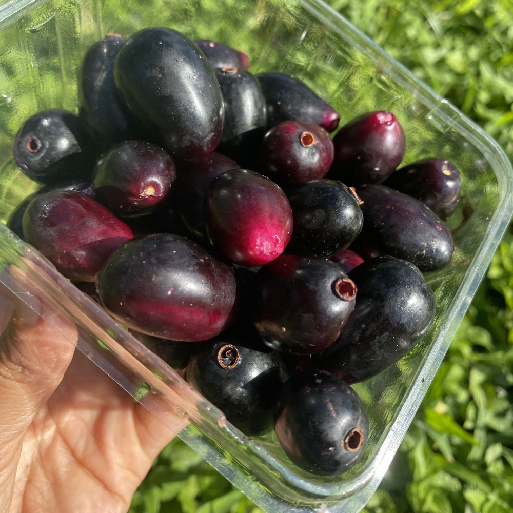 Java Plum Model. Image Java Plum Scientific Name