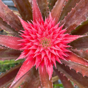 where to buy a pineapple plant near me Red Pineapple Plant – Miami Fruit