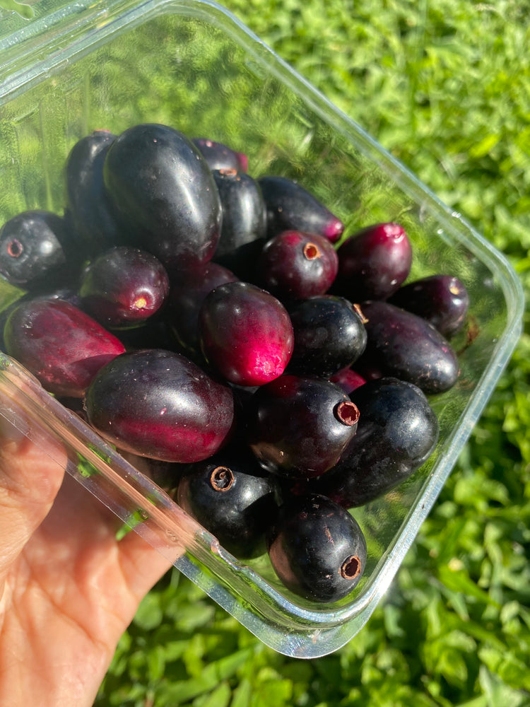 Jamnu Jamun In English