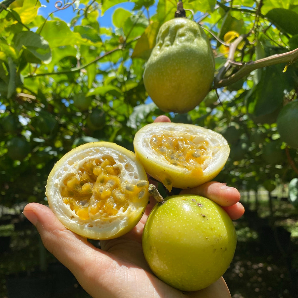 Golden Passionfruit (Lilikoi)