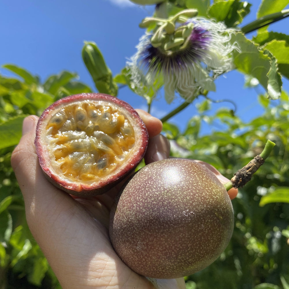 Purple/Pink Passionfruit (Lilikoi) *Pre-Order* – Miami Fruit