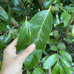 Dried Mountain Soursop Leaves