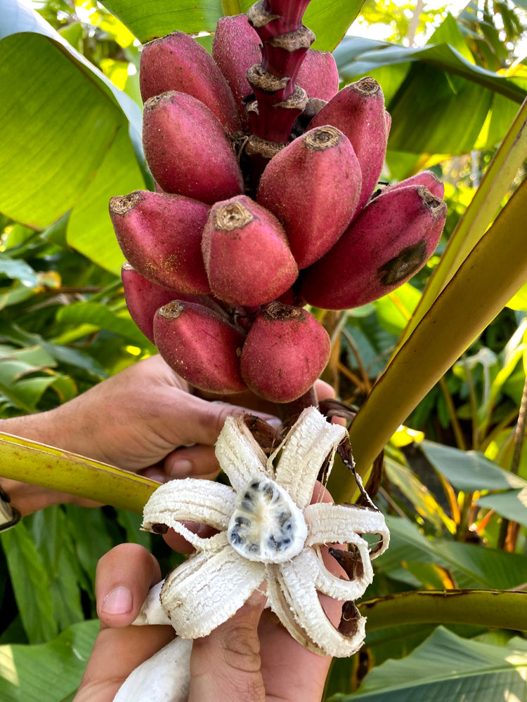 red banana plant seeds Pink Seeded Banana – Miami Fruit
