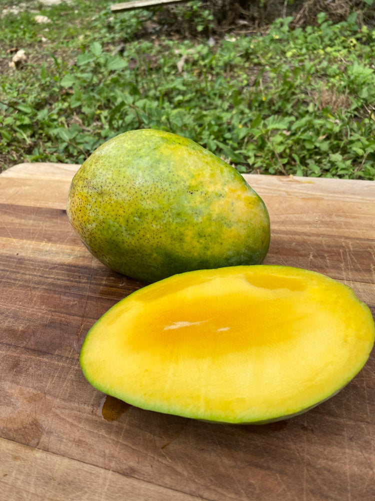pineapple mango plant Pineapple Pleasure Mango *Pre-Order* – Miami Fruit