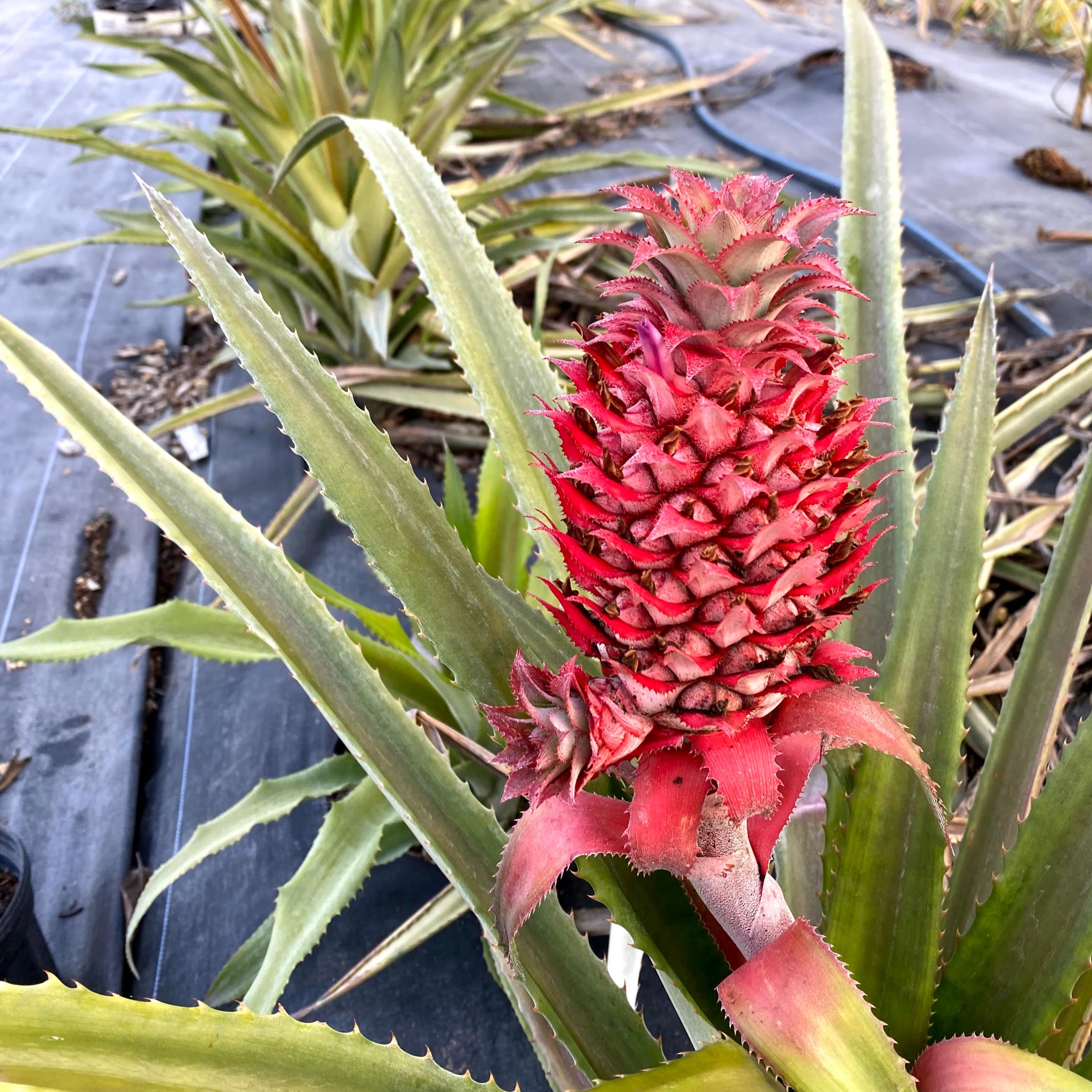 Red Jungle Pineapple Plant