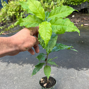 potted peanut plant Peanut Butter Fruit TREE