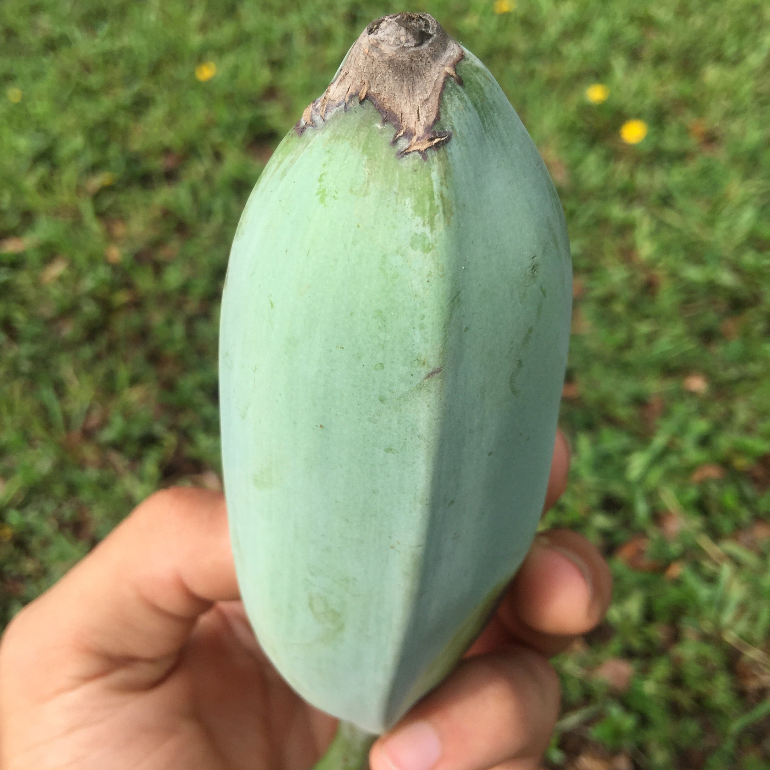 Blue Java Banana *PRE-ORDER* – Miami Fruit