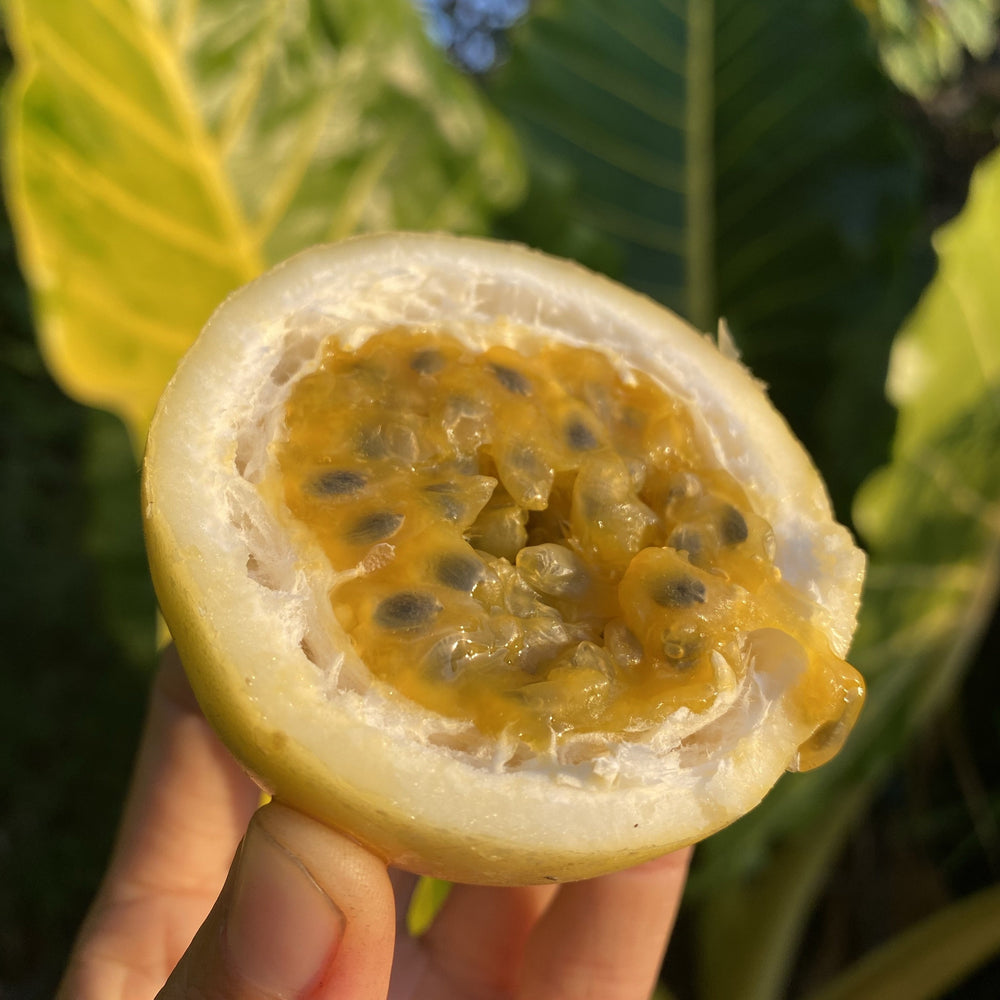Golden Passionfruit (Lilikoi) *Pre-Order*