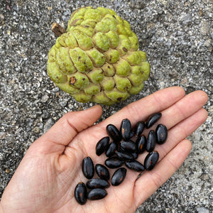 Annona Squamosa Seeds - (Green Sugar Apple Seeds)