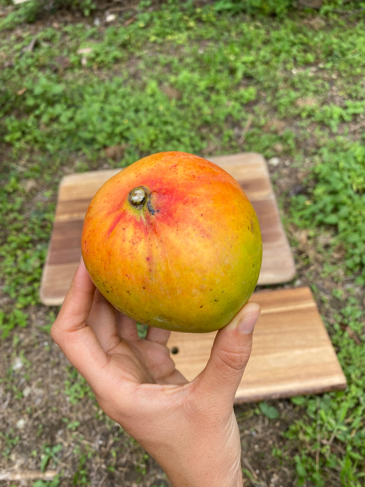 Juicy Peach Mango *Pre-Order*