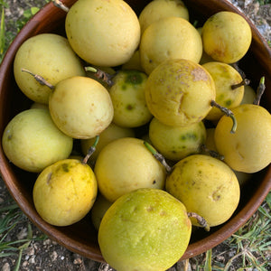 Golden Passionfruit (Lilikoi)