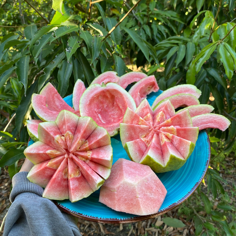 
            
                Load image into Gallery viewer, Watermelon Guava
            
        