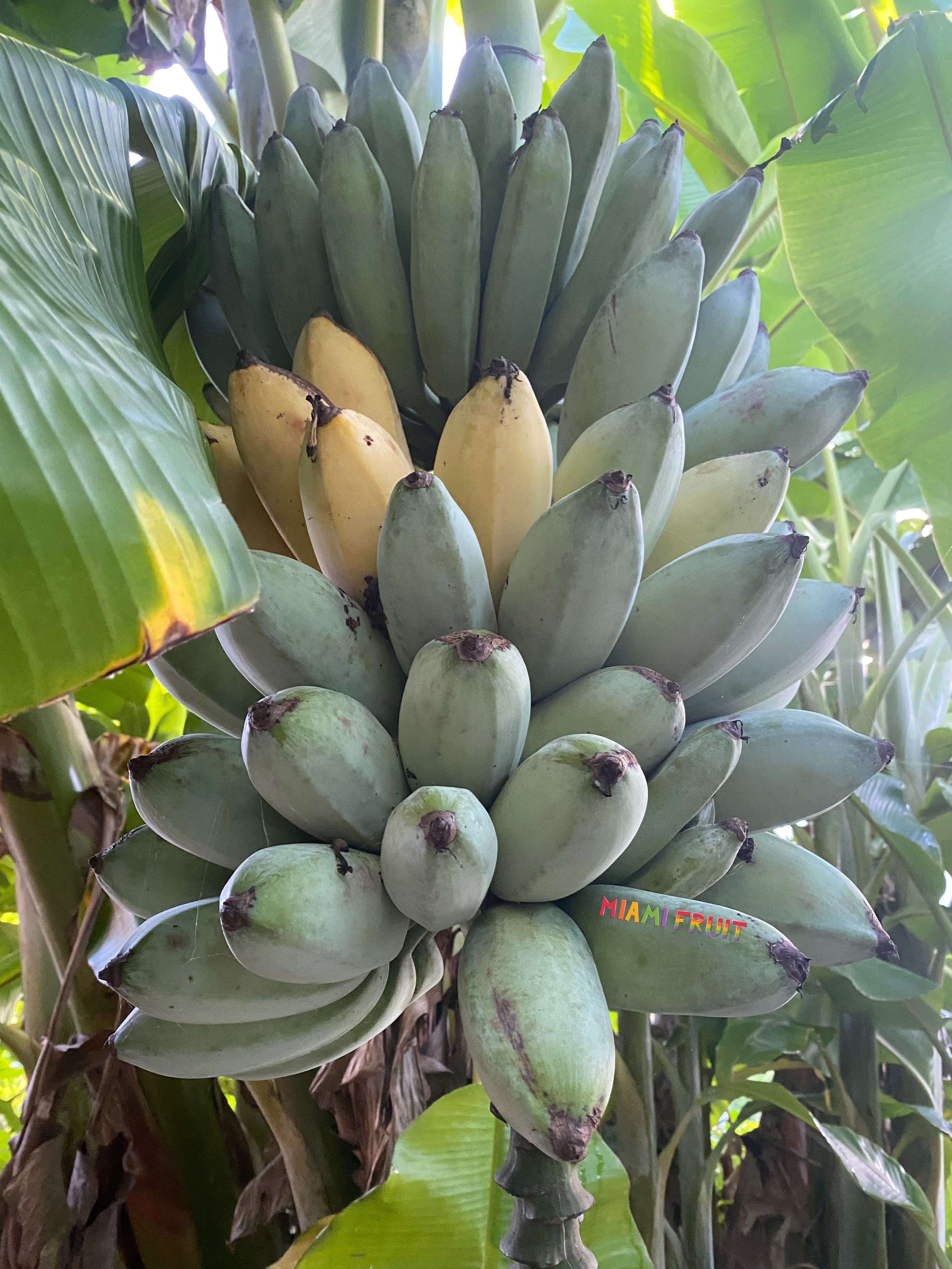 Blue Java Banana *PRE-ORDER* – Miami Fruit