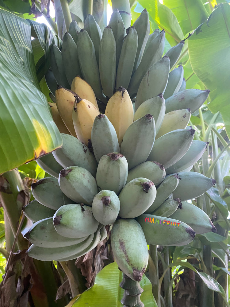 Blue bananas  Fruits and vegetables pictures, Fruit plants, Fruit garden