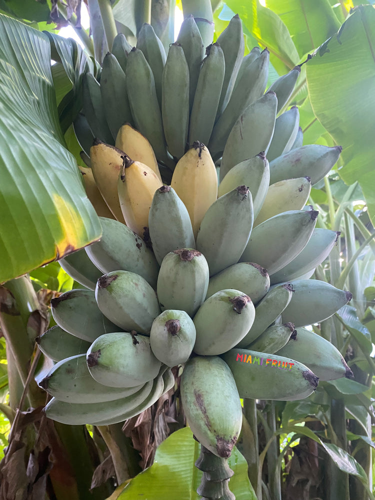 Blue Java Banana <em>PRE-ORDER</em> – Miami Fruit