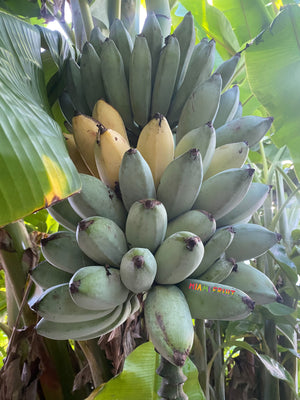 Blue Java Acually Real Blue Java Banana *PRE-ORDER* – Miami Fruit