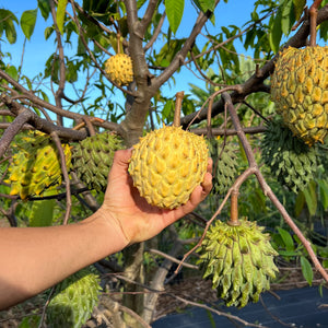 Rollinia Box *Pre-Order* – Miami Fruit