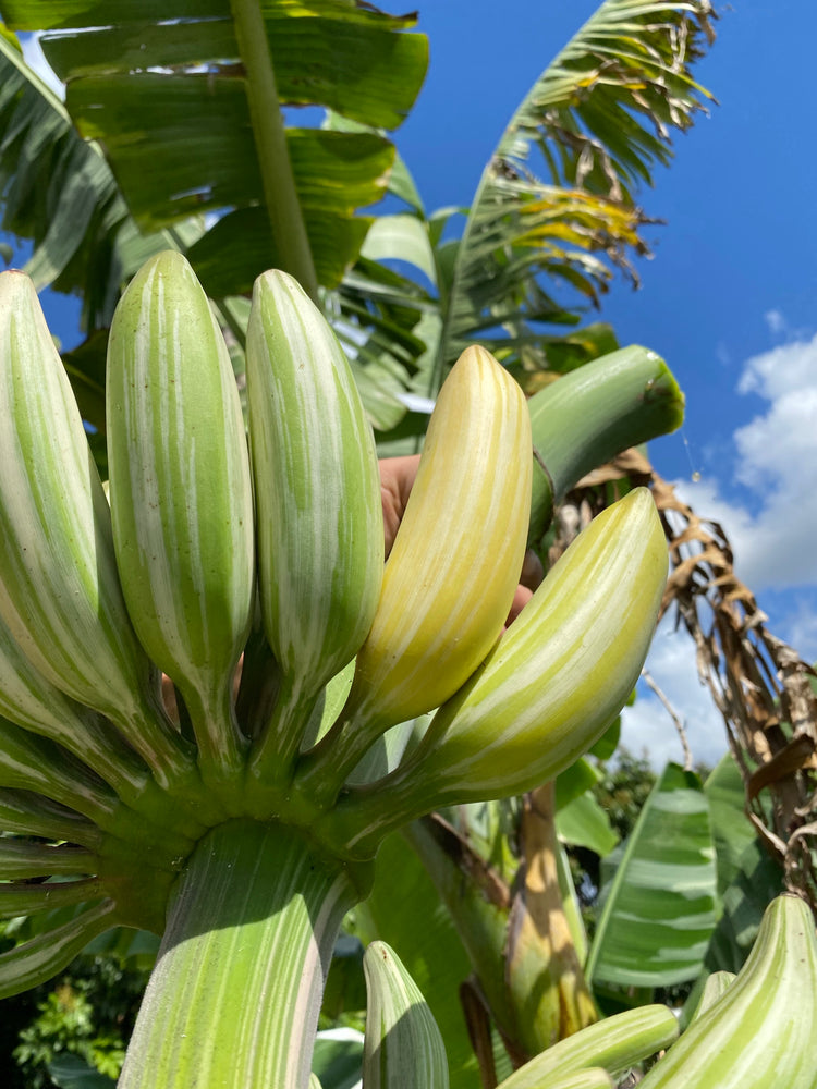variegated banana plant seeds Variegated Banana *Pre-Order* – Miami Fruit