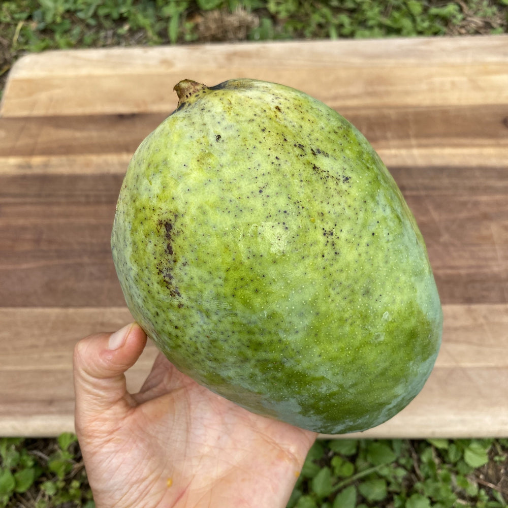 pineapple mango plant Pineapple Pleasure Mango *Pre-Order* – Miami Fruit