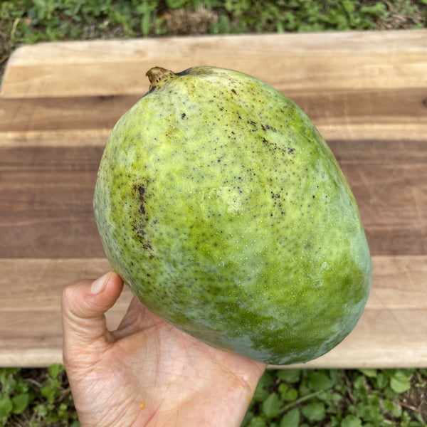 Pineapple Pleasure Mango *Pre-Order* – Miami Fruit