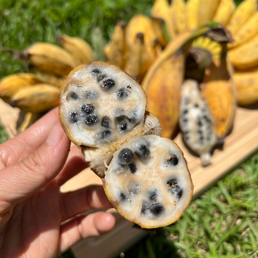 banana plant seeds for sale Seeded Banana One Fruit