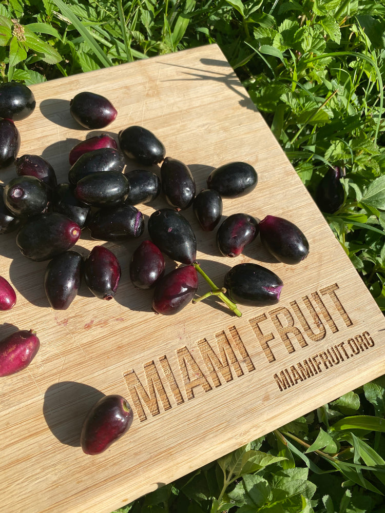 Java Fruti Java Plum Fruit