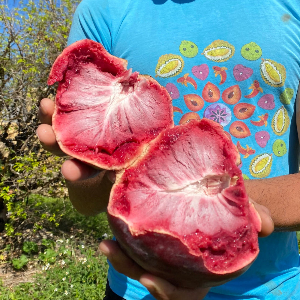 Buy Fresh Custard Apple Fruit Online <em>Pre Order</em> – Miami Fruit