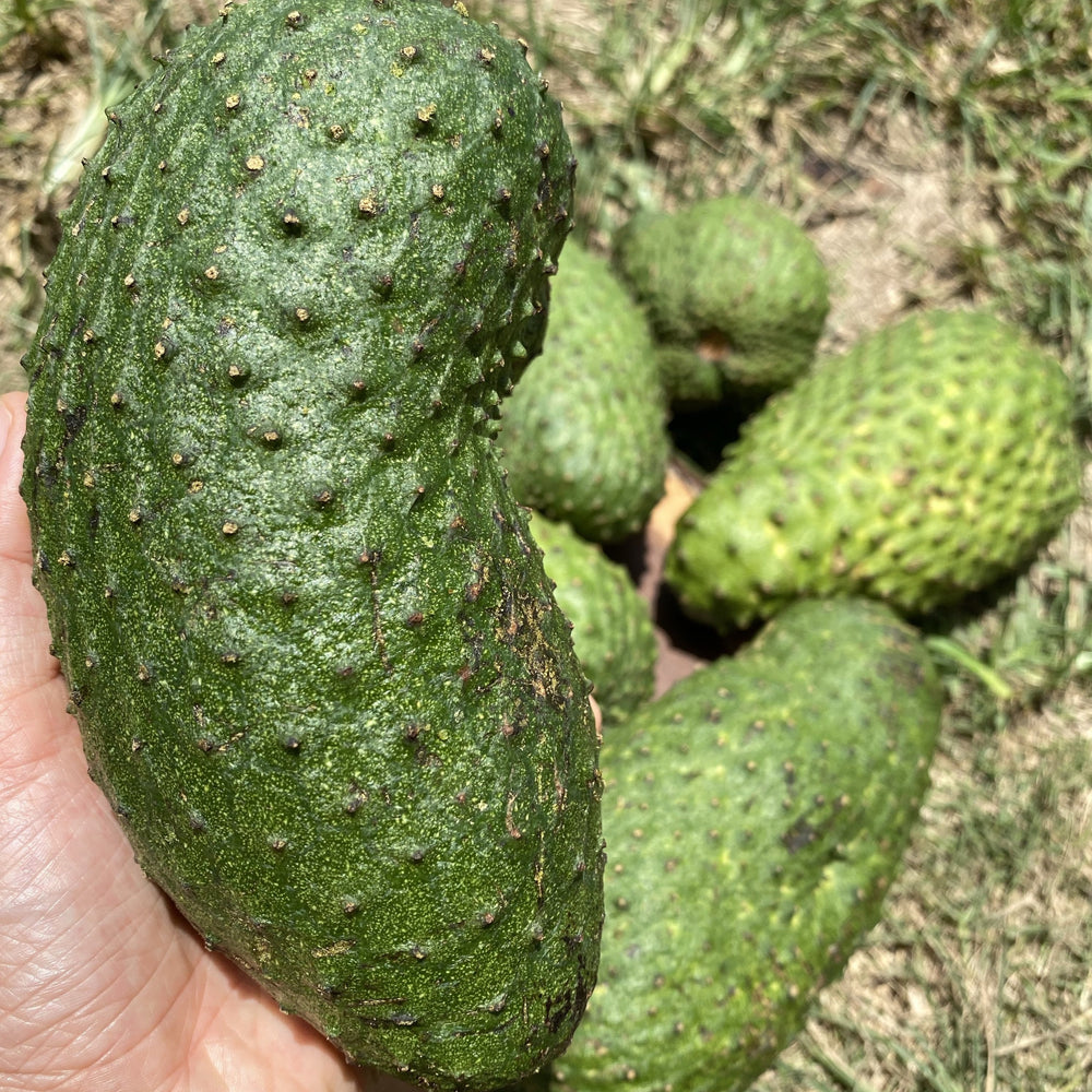 
            
                Load image into Gallery viewer, Soursop (Guanabana) for Juice
            
        